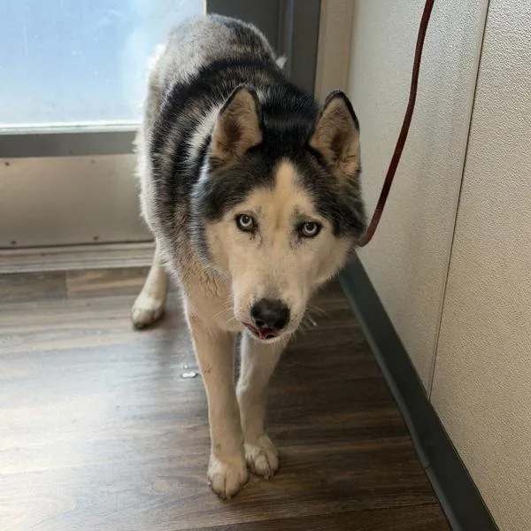 An adult large-sized male Siberian Husky dog named Levi for adoption in San Diego, CA