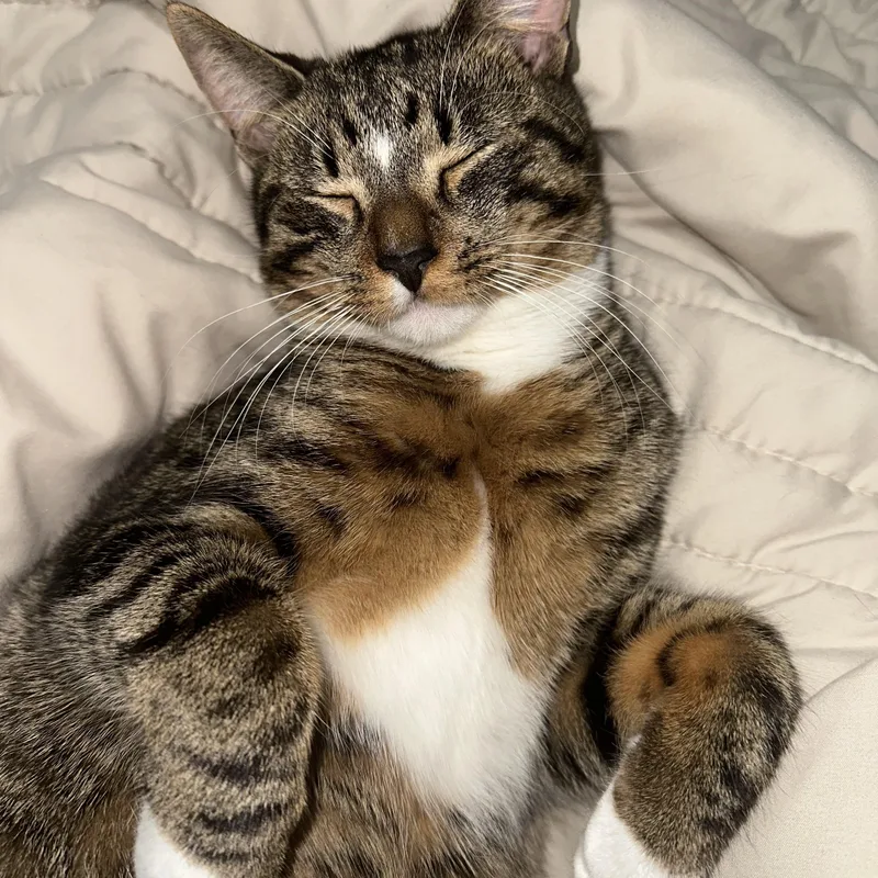 A young medium-sized male Domestic Short Hair cat named Saka for adoption in Clifton, NJ