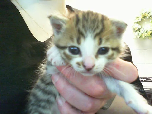 A baby small-sized female Domestic Short Hair cat named Buffy for adoption in Charlotte, NC