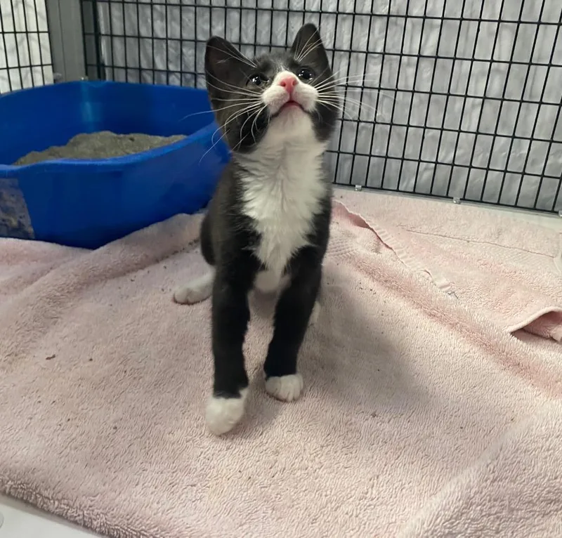 A baby medium-sized female Domestic Short Hair cat named Briar for adoption in Raleigh, NC