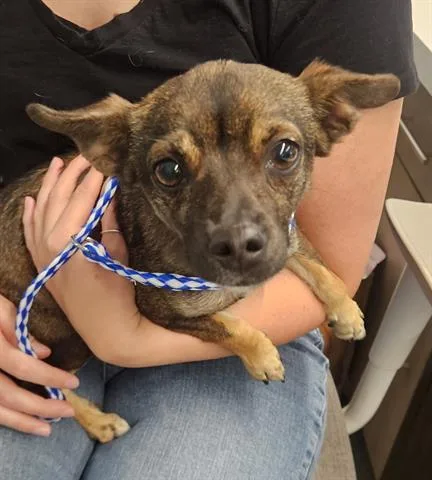 An adult small-sized female Chihuahua dog named Canela for adoption in San Martin, CA
