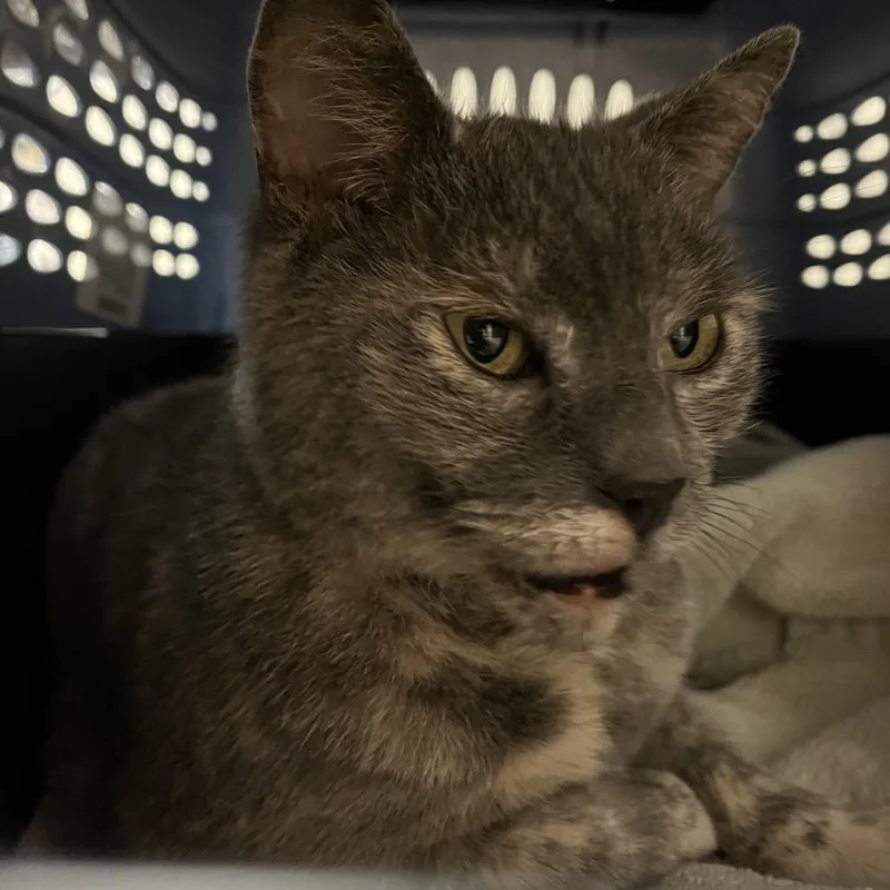 An adult medium-sized female Tortoiseshell Domestic Short Hair cat named Nana Babushka for adoption in York, PA