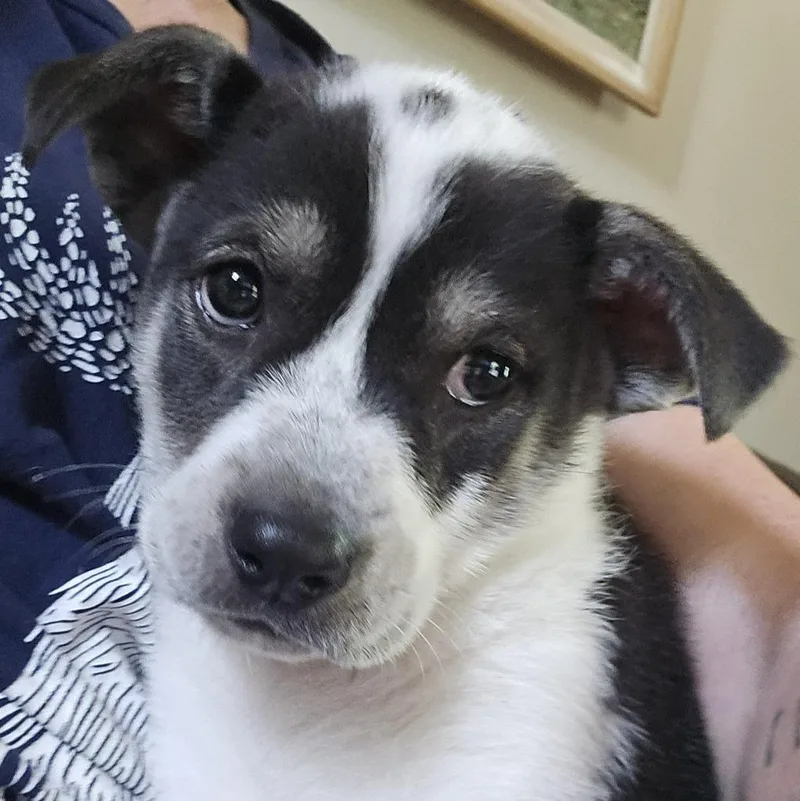 A baby medium-sized female Labrador Retriever dog named Wren for adoption in Minneapolis, MN