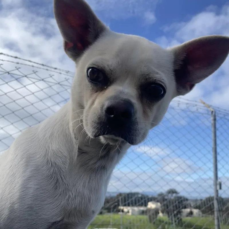 A young small-sized male White / Cream Mixed Breed dog named Poker for adoption in San Francisco, CA