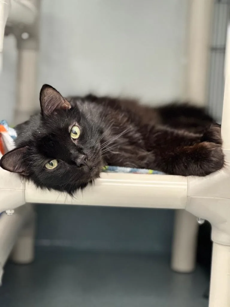 Napoleon thumbnail 2