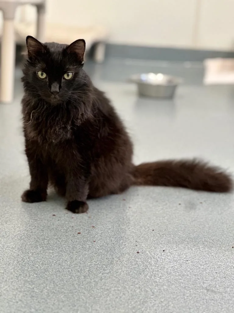 Napoleon thumbnail 3