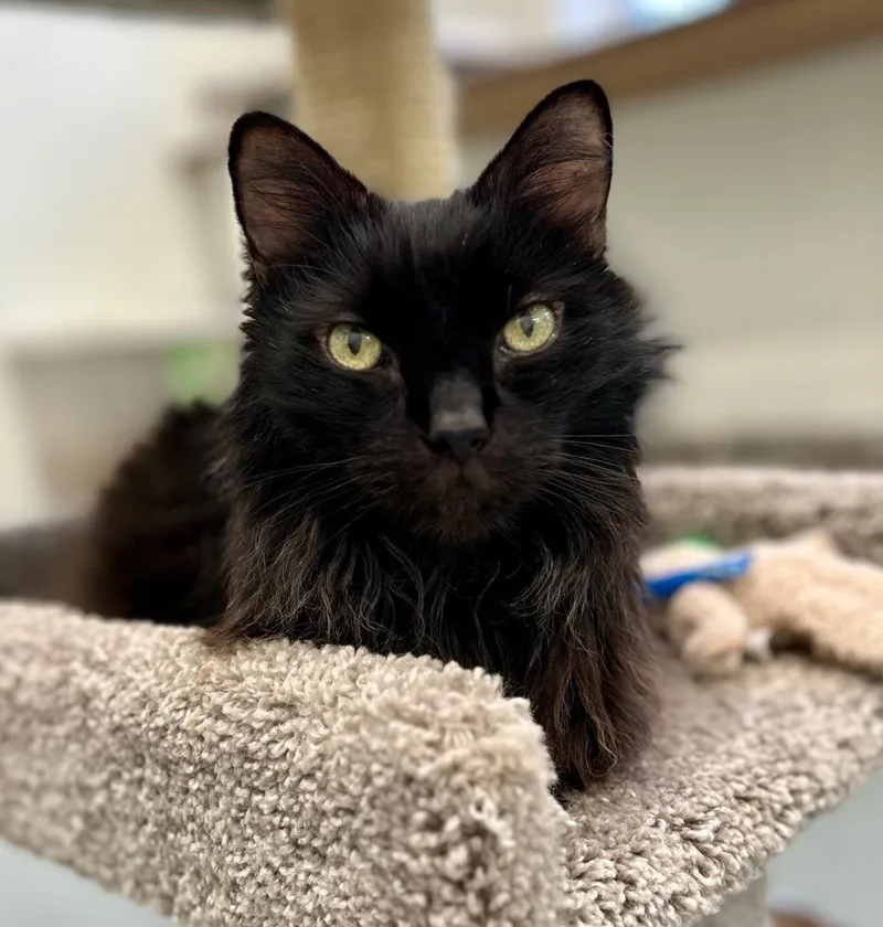 Napoleon thumbnail 4