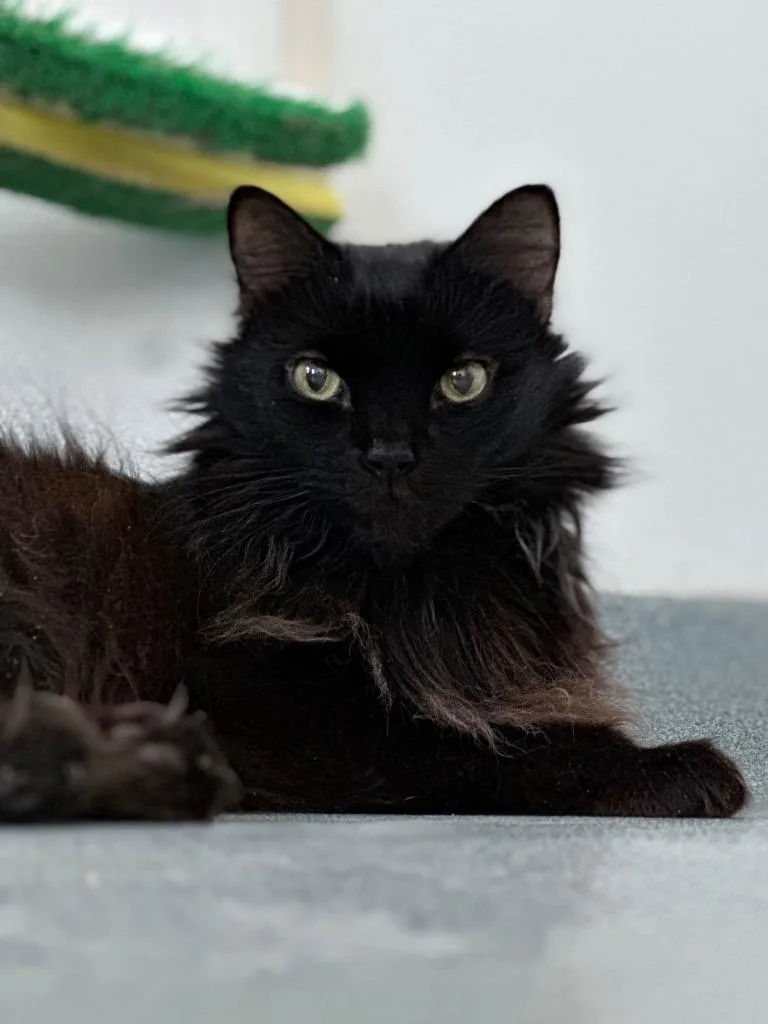 Napoleon thumbnail 5