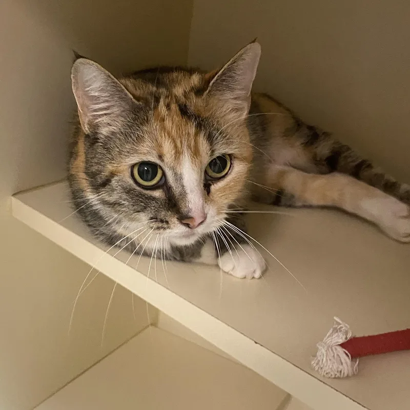 An adult medium-sized female Torbie Domestic Short Hair cat named Fancy for adoption in Elyria, OH