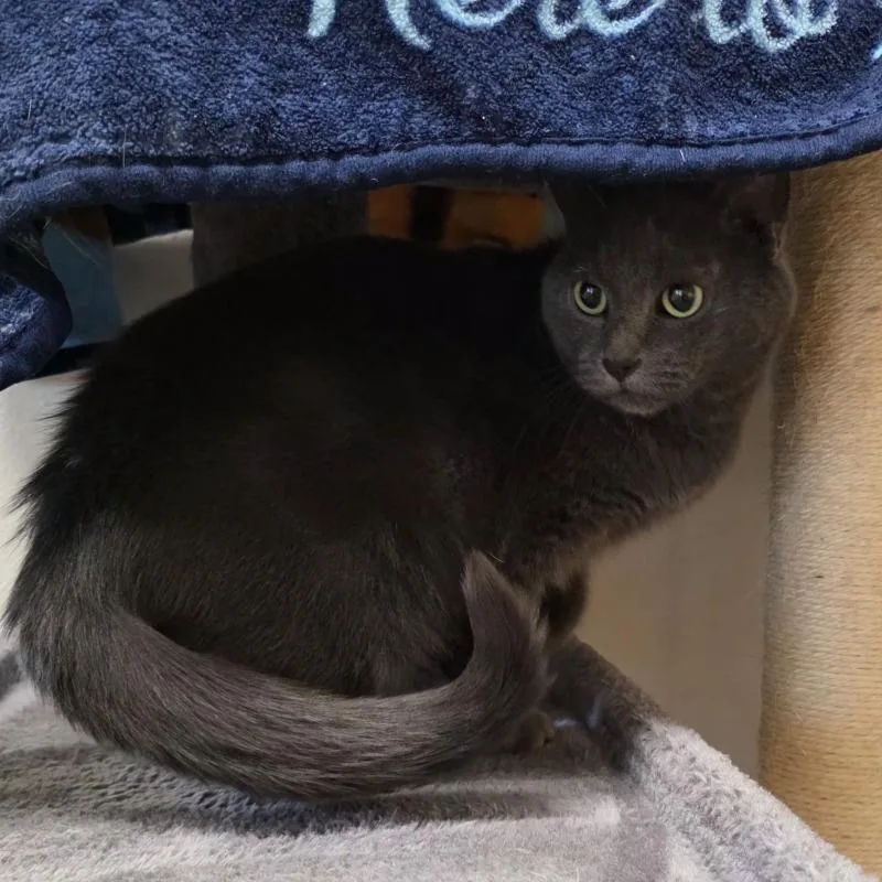An adult medium-sized female Domestic Short Hair cat named Squirt for adoption in Yankton, SD