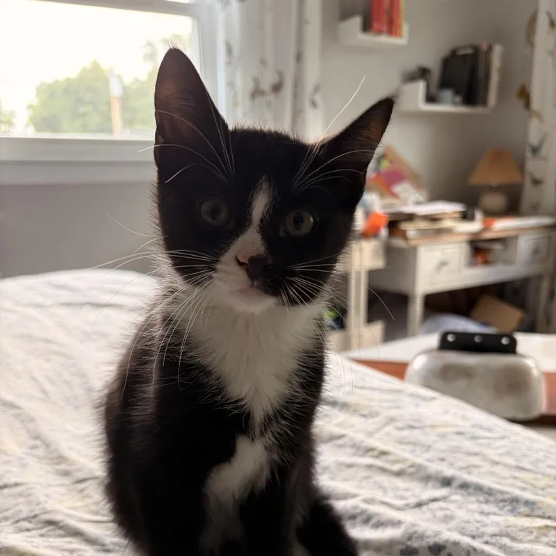 Cosmo