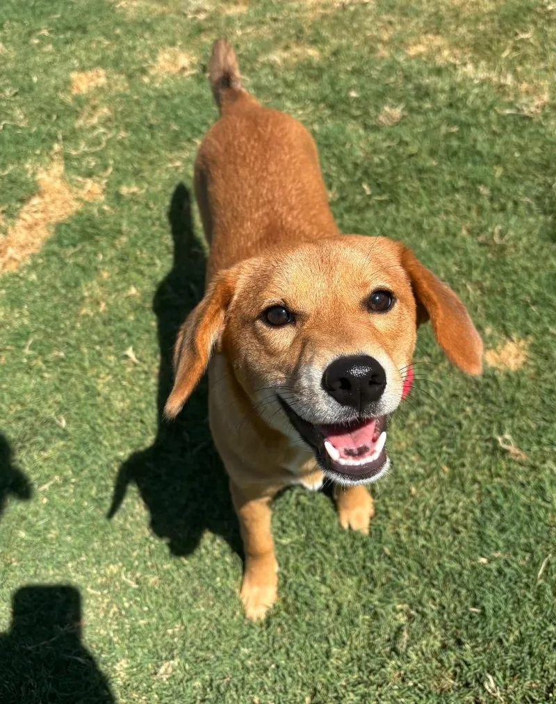 A baby medium-sized female Shiba Inu dog named Prima for adoption in Little Elm, TX