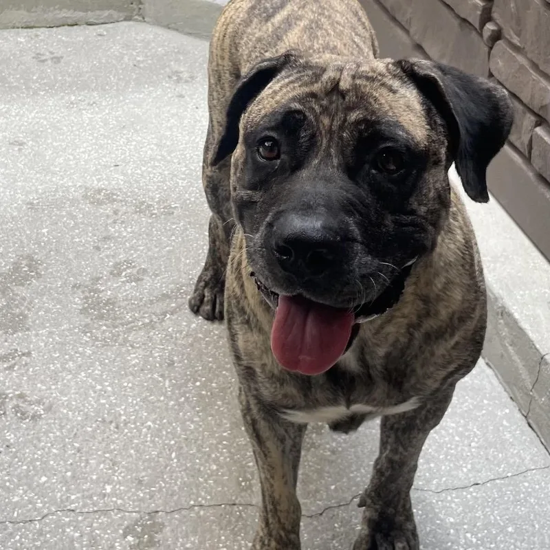 An adult large-sized female Brindle Mastiff dog named Minnie for adoption in LOXAHATCHEE, FL