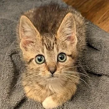 A baby small-sized male Brown / Chocolate Domestic Short Hair cat named Meow for adoption in Fredericksburg, VA