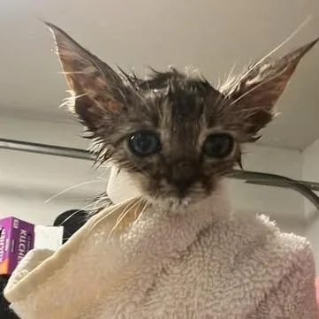 Meow thumbnail 2