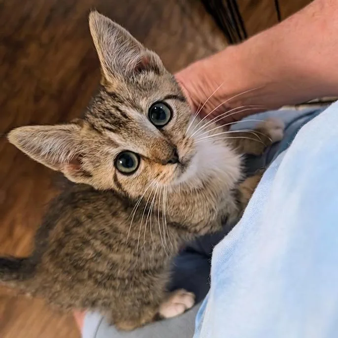 Meow thumbnail 3