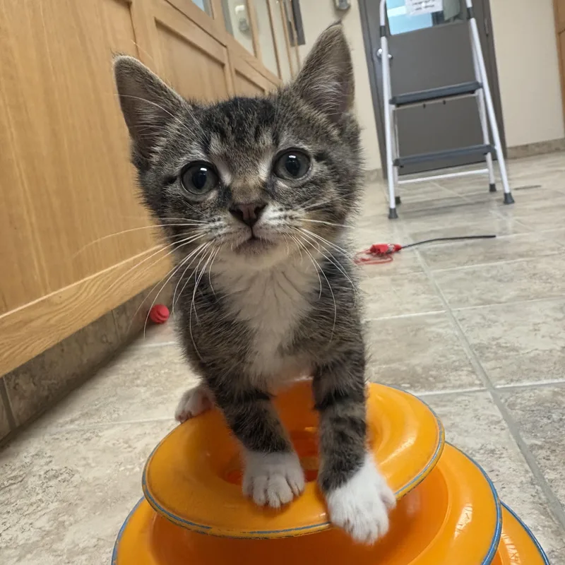 A young medium-sized male Tabby (Brown / Chocolate) Domestic Short Hair cat named Pavel for adoption in Hays, KS