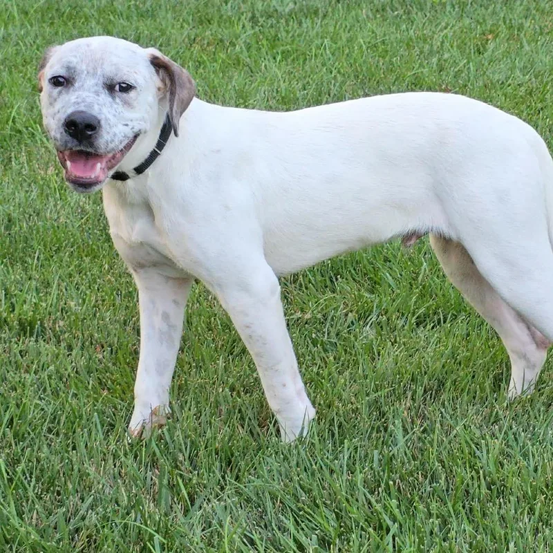 A young medium-sized male White / Cream Labrador Retriever dog named Dougie for adoption in Overland Park, KS