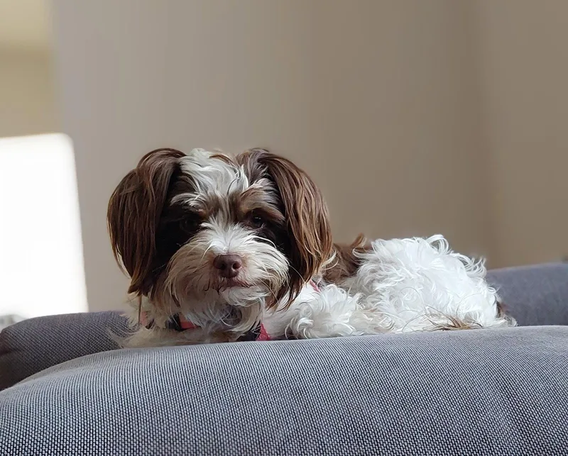 Bailey