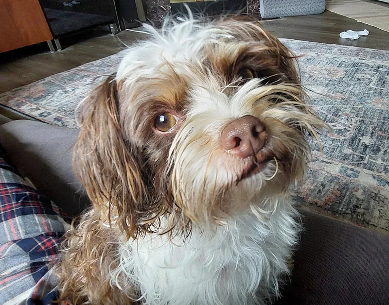 Bailey thumbnail 2