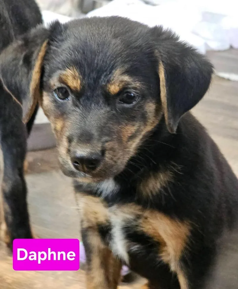 Daphne thumbnail 2