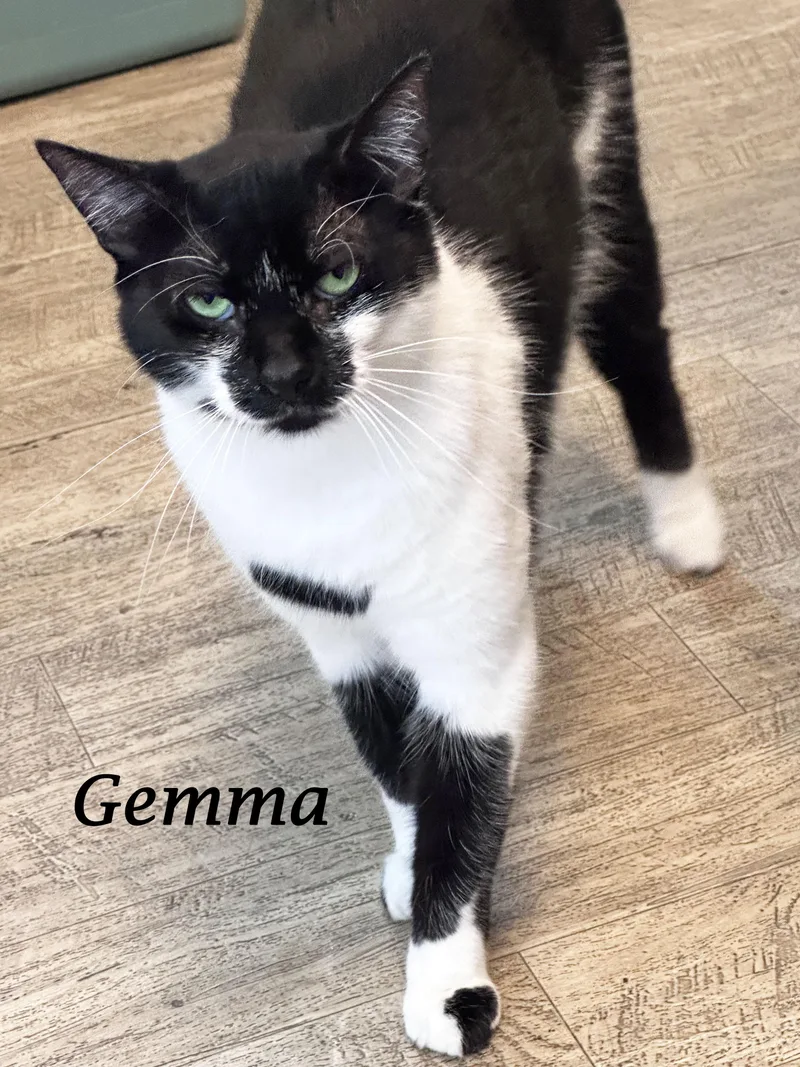 Gemma thumbnail 2