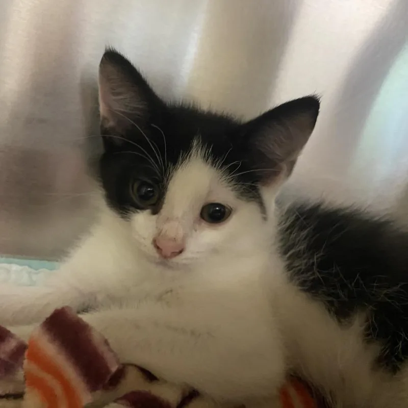 A baby small-sized male Black Domestic Short Hair cat named Diego for adoption in Newark, NJ