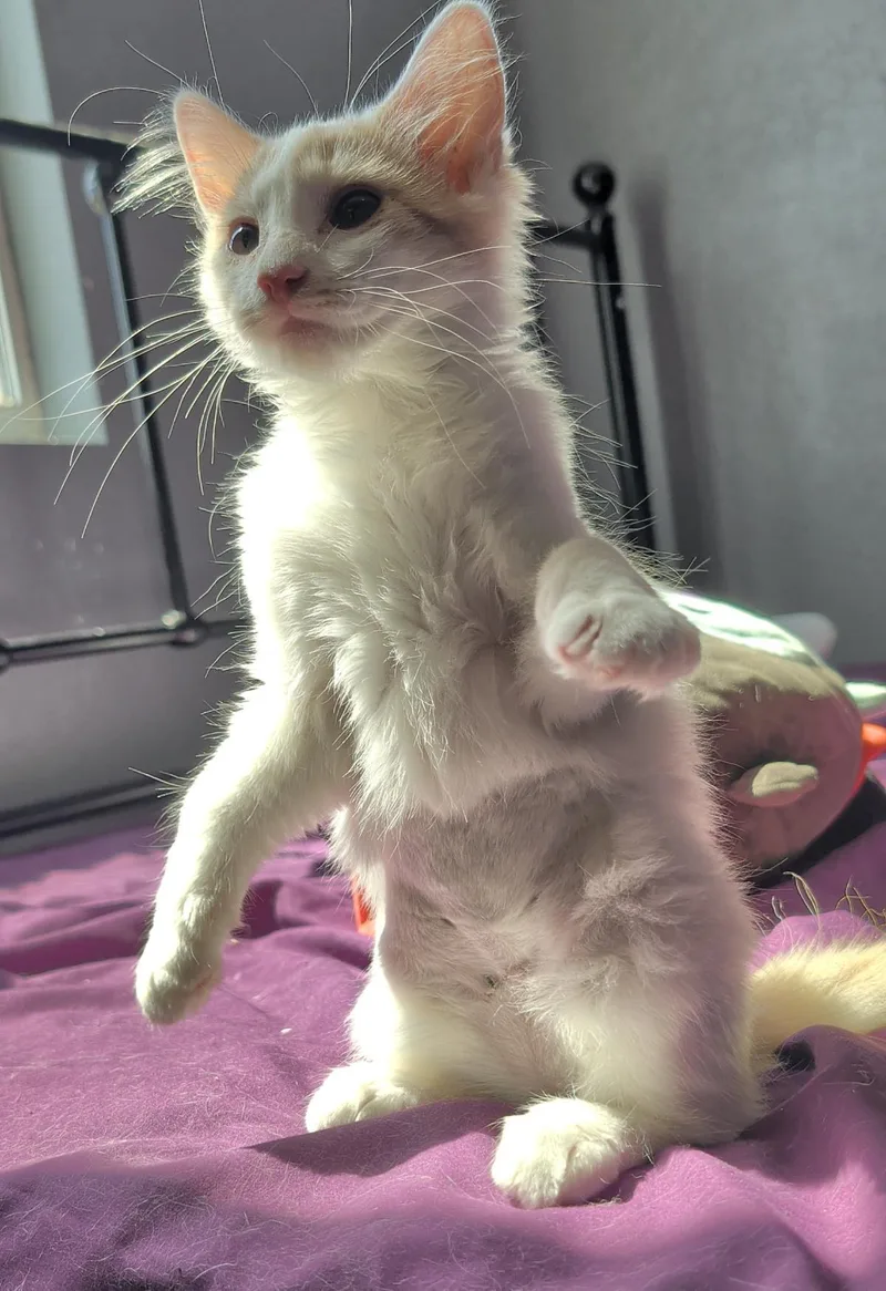 A baby small-sized female White Domestic Medium Hair cat named Melody Crescendo for adoption in Chandler, AZ