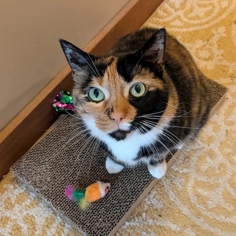A senior large-sized female Black Domestic Short Hair cat named Pearl for adoption in Springfield, MA
