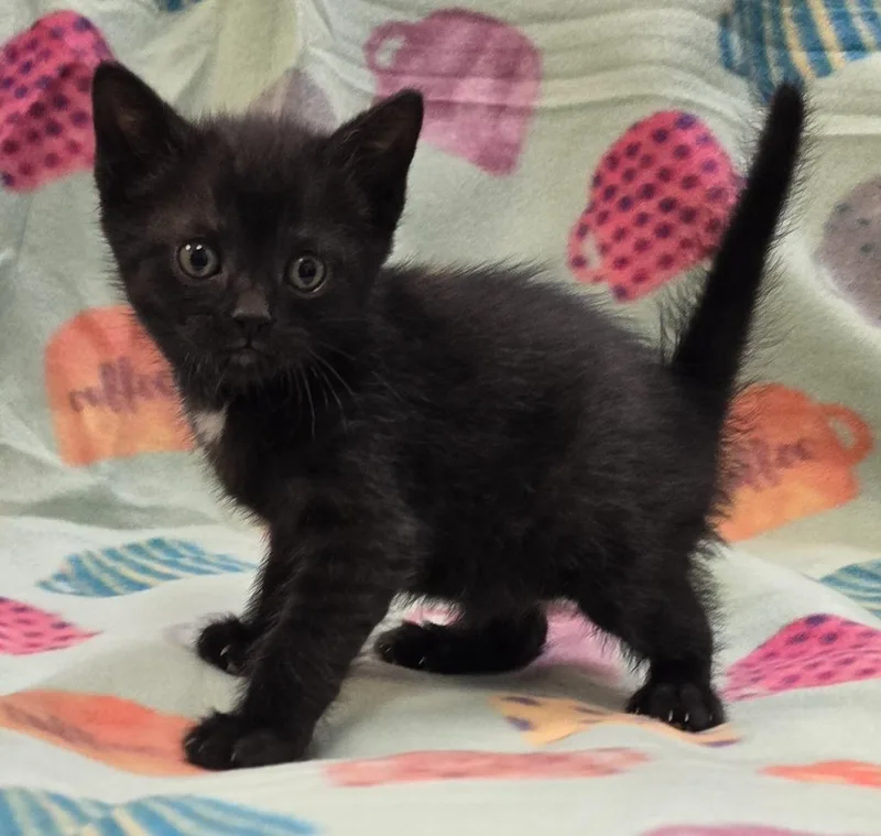 A baby small-sized male Domestic Short Hair cat named Dragonfruit for adoption in Murphysboro, IL