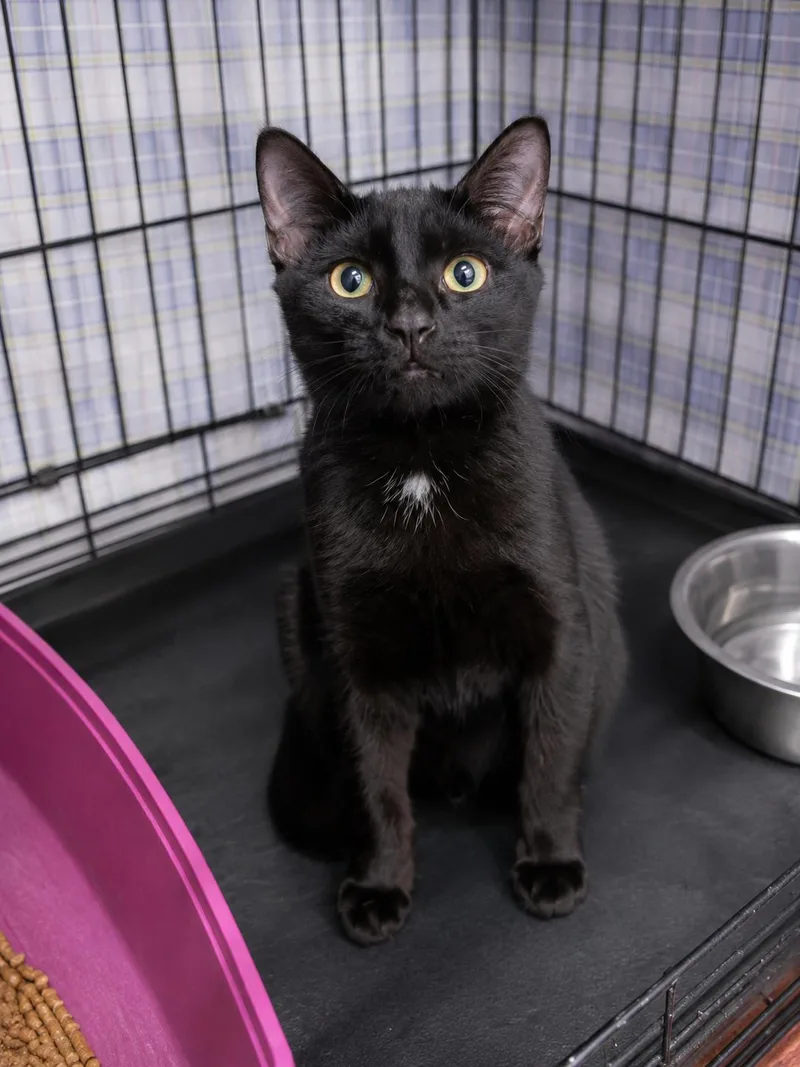 A young small-sized male Black Domestic Short Hair cat named Berry for adoption in Stamford, CT