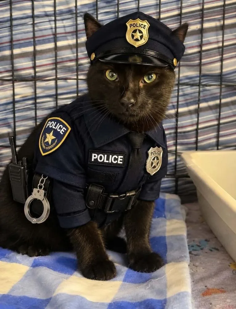 An adult small-sized male Black Domestic Short Hair cat named Sarge for adoption in Fremont, NE