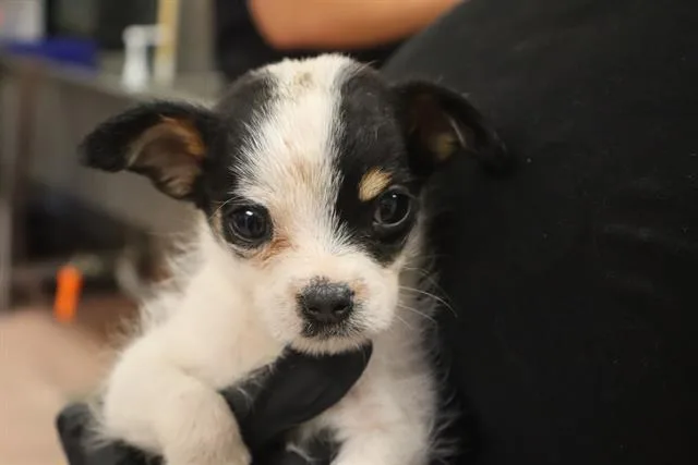 A baby small-sized female Mixed Breed dog named Messy for adoption in Columbia, SC
