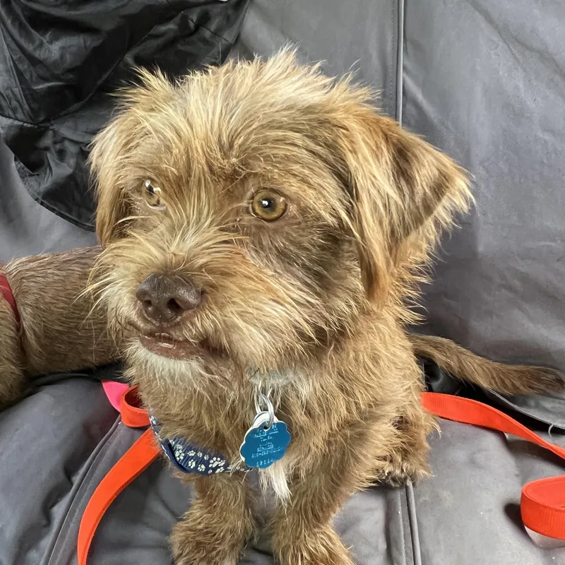 Ferguson  Brussels Griffon thumbnail 3