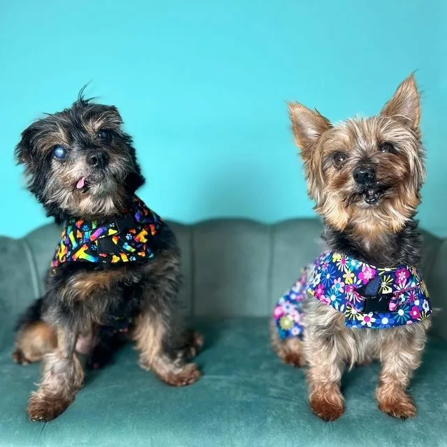 Sparky and Peanut thumbnail 4