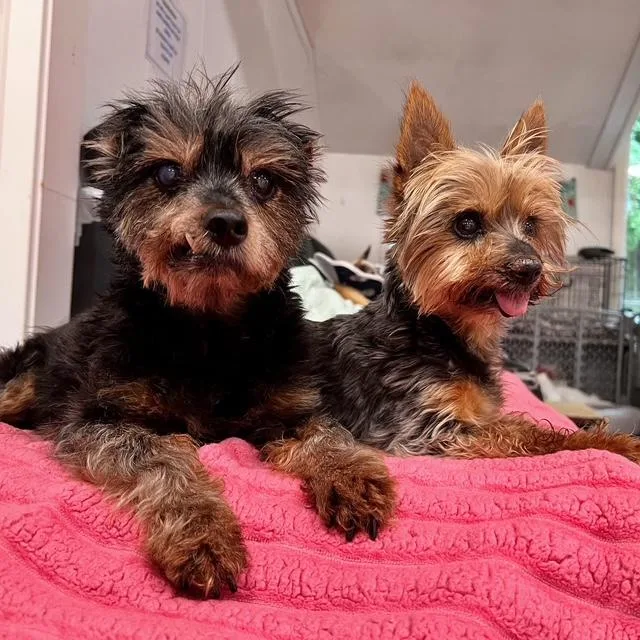 Sparky and Peanut thumbnail 5
