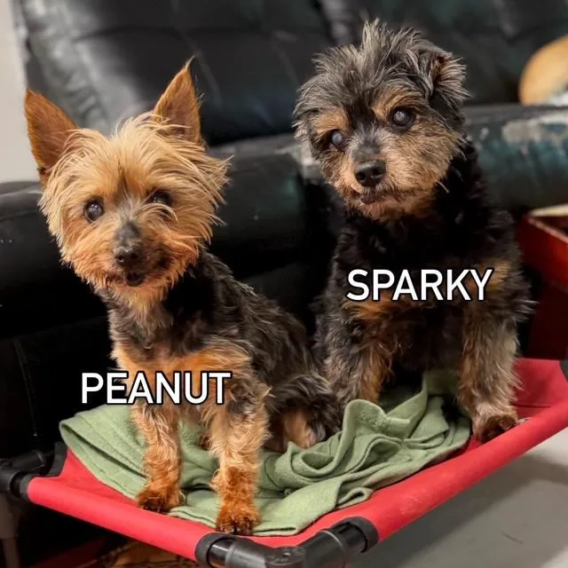 Sparky and Peanut thumbnail 6