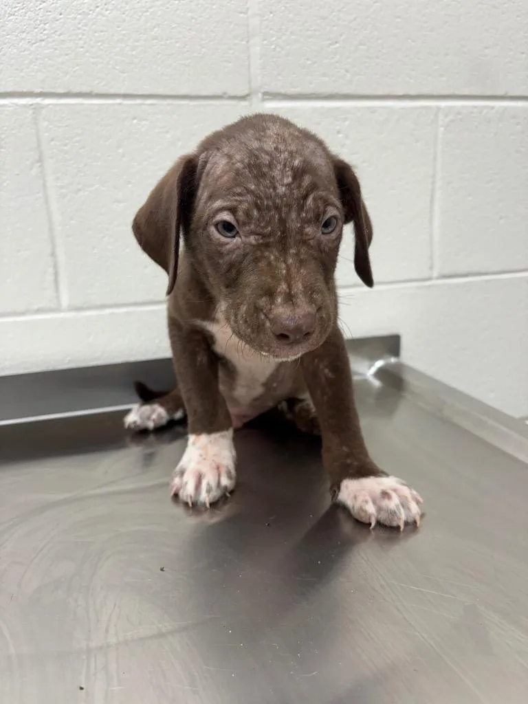 A baby medium-sized male Australian Shepherd dog named Athletes  Neymar for adoption in Greeneville, TN