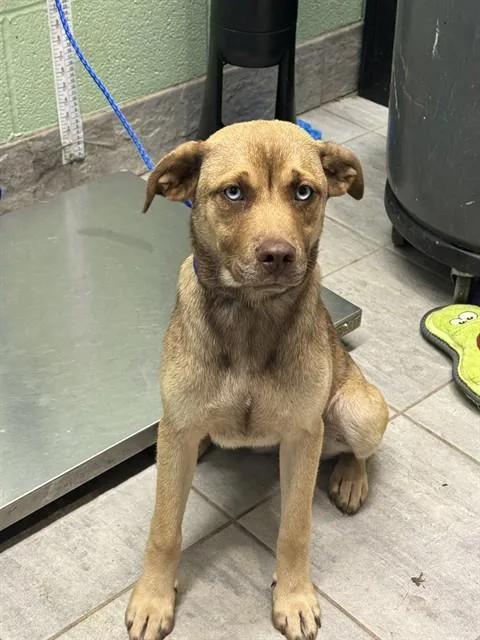 A young small-sized female American Staffordshire Terrier dog named Sprout for adoption in Grand Prairie, TX