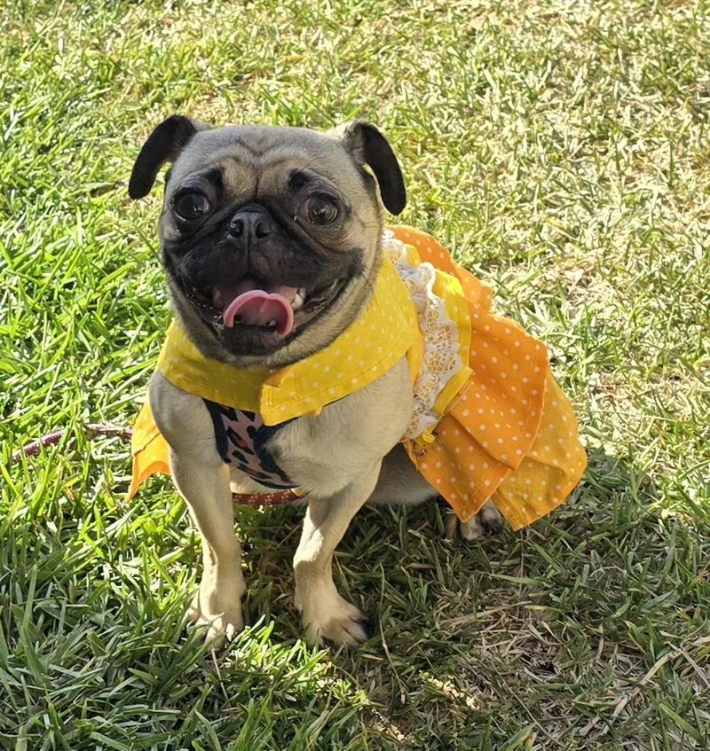 A young small-sized female Apricot / Beige Pug dog named Nicolle for adoption in Fallbrook, CA