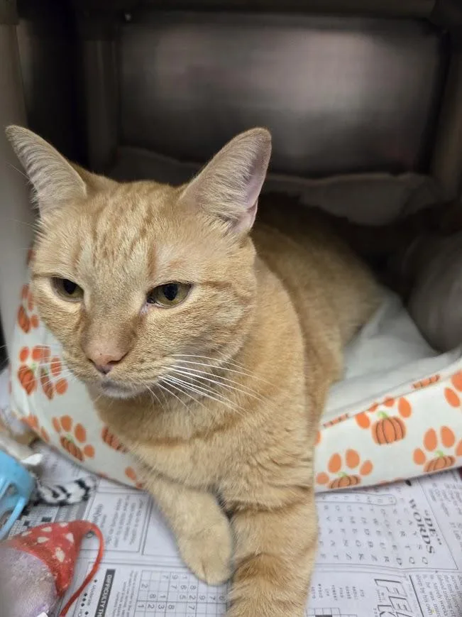 An adult large-sized male Domestic Short Hair cat named Sambuca for adoption in North Myrtle Beach, SC