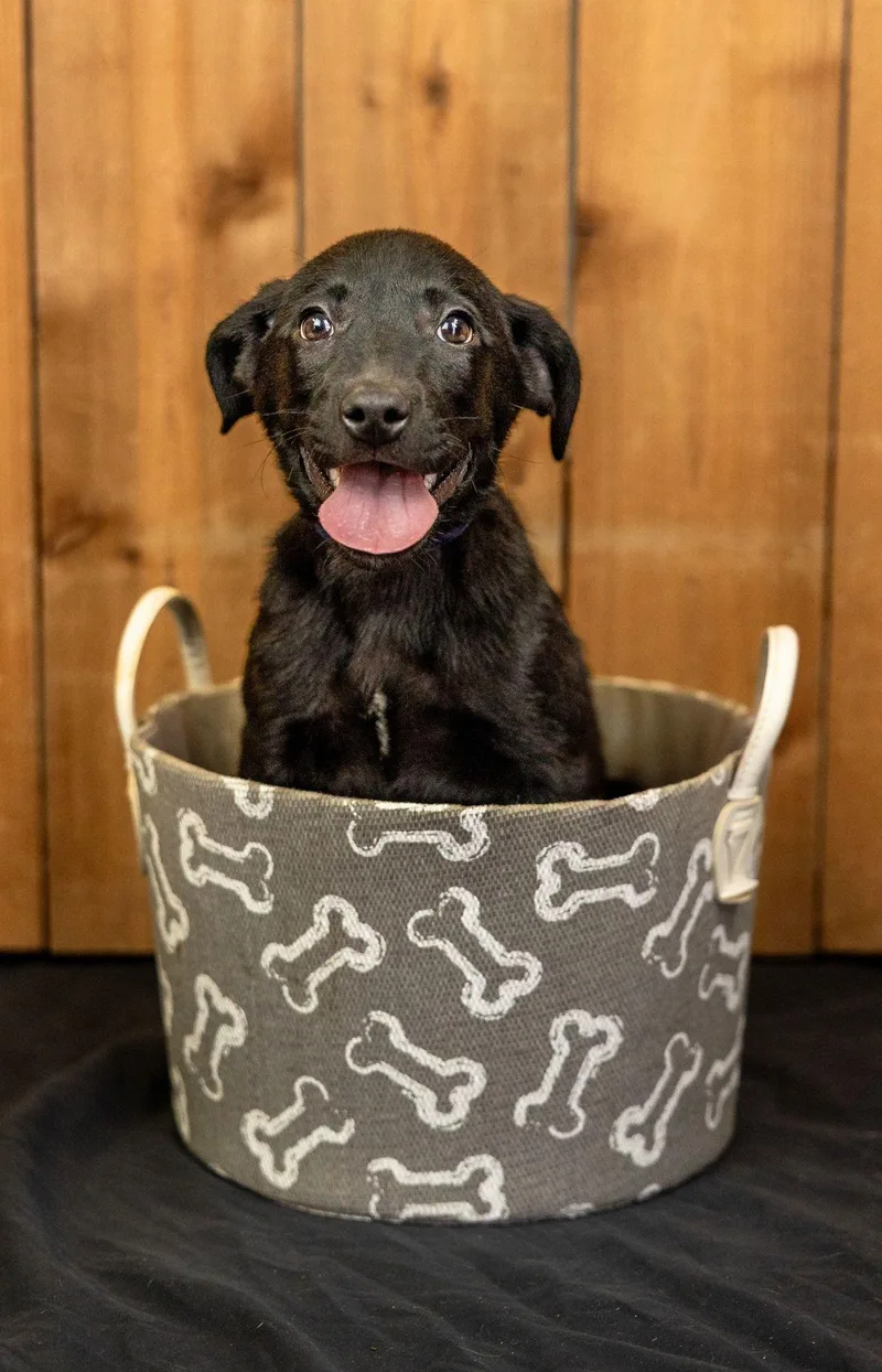 A baby medium-sized male Labrador Retriever dog named 704-26 for adoption in Brighton, CO