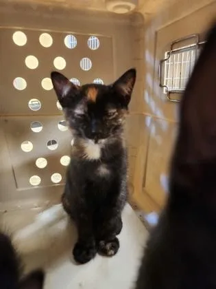 A baby small-sized female Domestic Short Hair cat named Gracie for adoption in Independence, MO