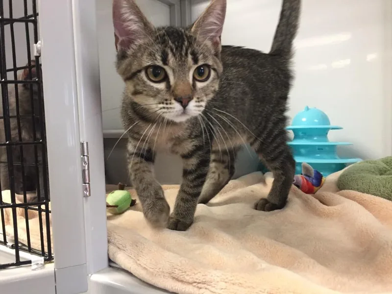 A baby medium-sized male Domestic Short Hair cat named Prism for adoption in Peoria, AZ