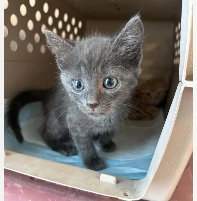 A young medium-sized male Gray / Blue / Silver Domestic Short Hair cat named Pencil for adoption in Nashville, TN