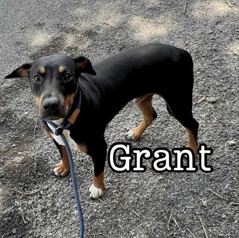 Grant