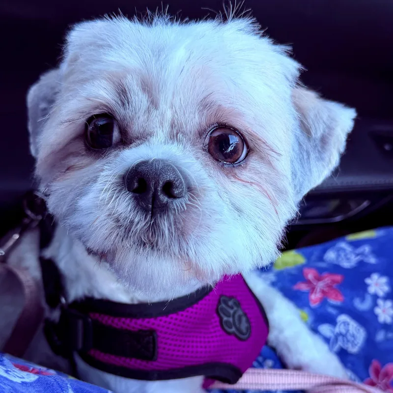 A young small-sized female White / Cream Shih Tzu dog named Mimi Turner for adoption in Plano, TX