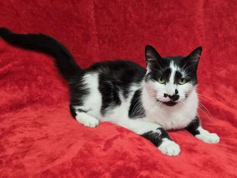A senior medium-sized male Domestic Short Hair cat named Bill for adoption in Frankfort, IN