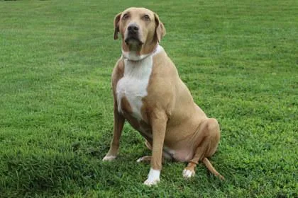 An adult large-sized female Pointer dog named Summer for adoption in Kansas City, MO