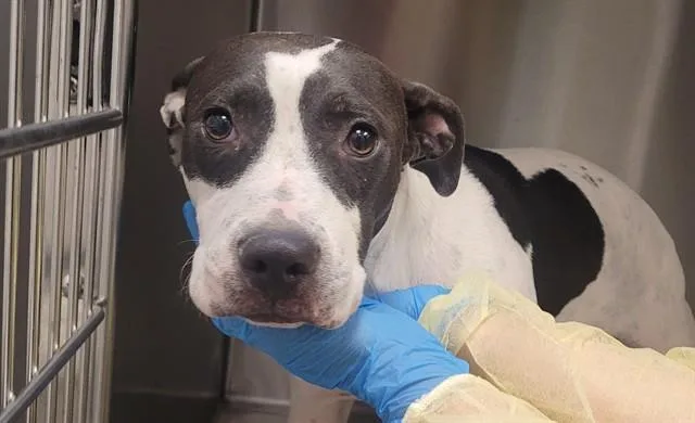 A young medium-sized female Pit Bull Terrier dog named Whisper for adoption in Tucson, AZ